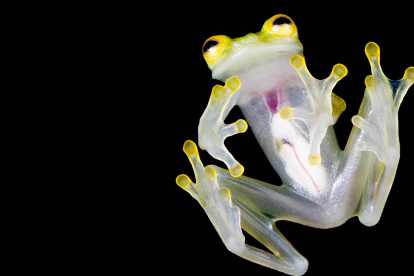Fotografía cedida por el Ministerio de Ambiente de nuevas especies de ranas de cristal (género Hyalinobatrachium), que fueron bautizadas como la rana de cristal de Mashpi (Hyalinobatrachium mashpi) y la de Nouns (Hyalinobatrachium nouns).