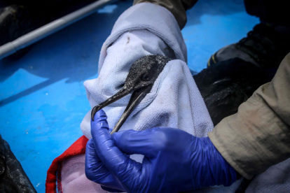 Un ave guanera es rescatada durante las labores de rescate y monitoreo de especies marinas afectadas por el derrame de petróleo en los Islotes Pescadores (Perú), el pasado 2 de febrero de 2022.