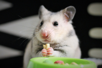 @thehamsterstation es la cuenta que comparte los videos.