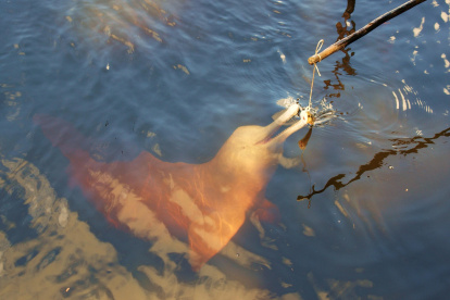 Los delfines son un gran atractivo turístico en la zona.