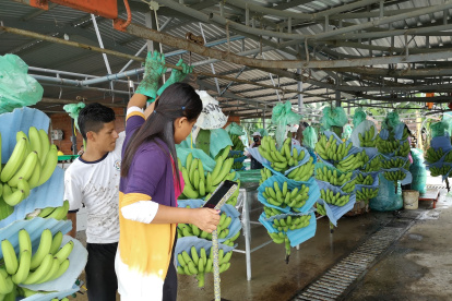 El sector bananero pelea porque los importadores reconozcan los sobrecostos de producción que están causando algunos factores externos