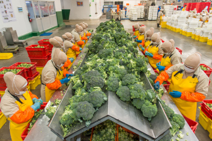 Provefrut. La mayor dinámica de este sector proviene de esta industria, la mayor procesadora y exportadora, con un 60% de participación.