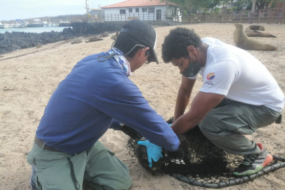 En Galápagos el ECU-911 coordinó la ayuda para un lobo marino que tenía un objeto en su cuello.