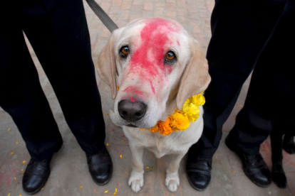 Un perro de raza Labrador mira a la cámara tras una ceremonia de culto a los canes en la Escuela Central de Entrenamiento de Perros Policía durante el Diwali, en Katmandú (Nepal)