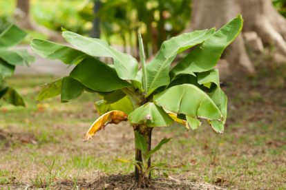 La variedad es tipo Cavendish.