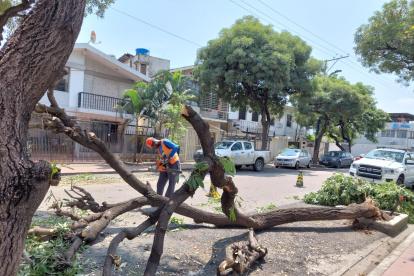 Hecho. El árbol se levantaba en una de las jardineras de la intersección.