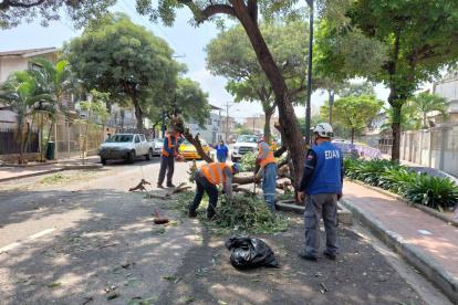 Hecho. El árbol se encontraba en una de las jardineras de la intersección.