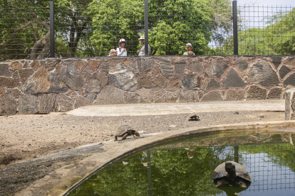 En el centro de crianza de Isabela, visitantes observan a varias tortugas, detrás de unas mallas que se instalaron el año anterior.