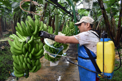 Experimentos. Bananeras de Mariscal Sucre llegan a aplicar hasta diez ciclos de fumigación con los nuevos productos. Allí hay fincas que se han reconvertido con buen resultado en producción.