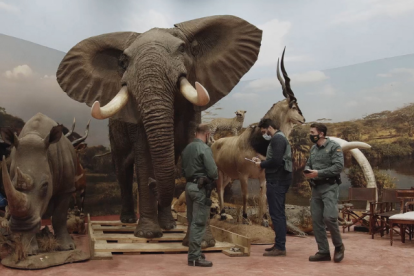 Entre los ejemplares se encontraron animales con diversos niveles de protección