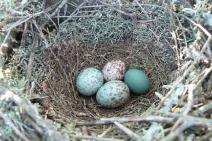 Los huevos del pinzón de cuco, una de las especies que no les gusta incuvar.