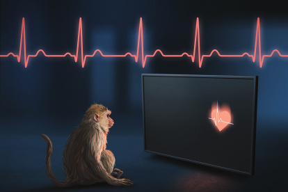 Los macacos rhesus son capaces de percibir los latidos de su propio corazón, según un nuevo estudio.