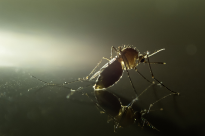Este virus es transportado por mosquitos y los síntomas de la infección suelen ser leves en los adultos.