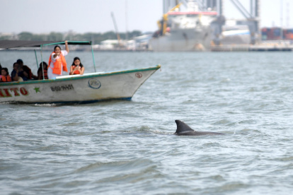 La comunidad y las autoridades busca activar acciones para la conservación de esa especie.