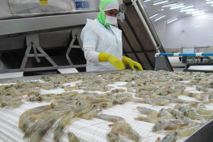 Labor.- El camarón ecuatoriano, listo para ser empacado y exportado.