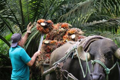 En San Lorenzo unas 30.000 hectáreas se han resembrado con la nueva variedad