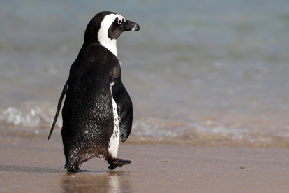 Un pingüino se adentra en el mar en la playa Boulders en Ciudad del Cabo (Sudáfrica).