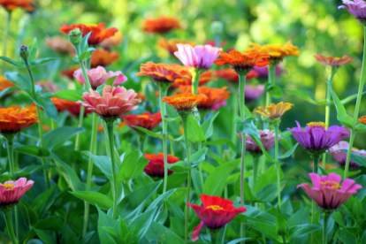 Sector florícola en Ecuador.