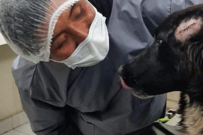 El animal recibió las puñaladas y ahora se encuentra en recuperación