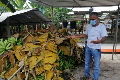Los Ríos. Algunos productores ven con impotencia cómo se madura la fruta que no pueden comercializar.