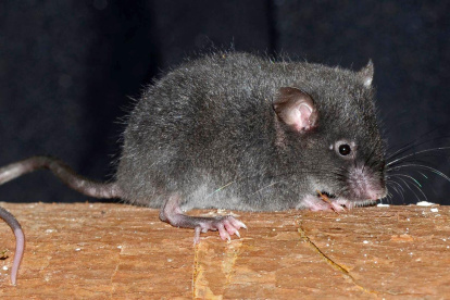Fotografía cedida hoy por el Instituto Nacional de Biodiversidad (Inabio) de Ecuador que muestra un ratón de la especie "Chilomys georgeledecii", nombrado en honor al conservacionista italiano George Ledeci, por su apoyo en la conservación de los bosques andinos.