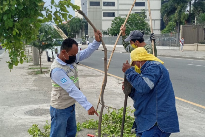 Personal municipal se encargó de levantar y enderezar los árboles que resultaron afectados.