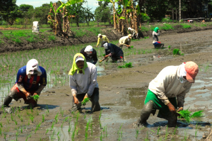 En el cultivo agroecológico se pone una plántula cada 25 centímetros.