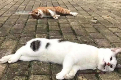 Ciudadanos han abandonado y tirado a sus gatos por ventanas por el temor a contraer covid.