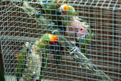 El World Wildlife Seizures (World WISE), o listado de las incautaciones mundiales de vida silvestre, es una base de datos que contiene información de casi 180.000 confiscaciones en 149 países y territorios. En la imagen un registro de archivo de una jaula con aves traficadas ilegalmente.