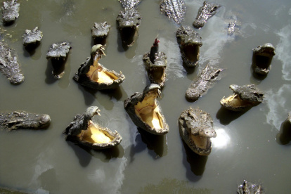 En la imagen de archivo, cocodrilos siameses en una granja de Hoaca, en Ho Chi Minh.