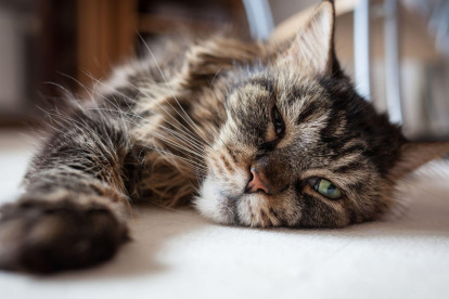 Con el tiempo, los animales van perdiendo agilidad.