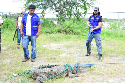 Instante en el que el cocodrilo fue capturado, previo a ser liberado.