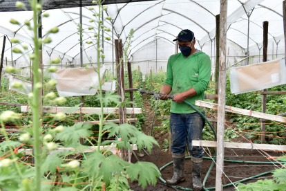 Hacienda.- Trabajos en la hacienda Valle Flor.