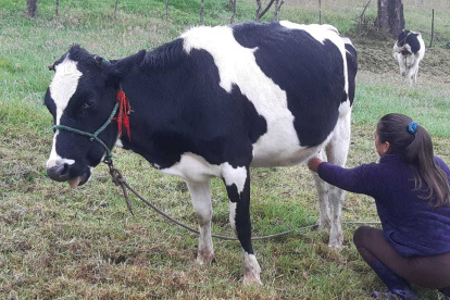 Finca.- Una persona saca manualmente la leche de la vaca en tiempo en que existe la mecanización, pero no todos pueden comprarla.