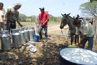 Trabajo.- Tres personas trabajan en la extracción de leche en una hacienda de Balzar.