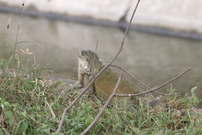 Es muy común ver iguanas en el lugar