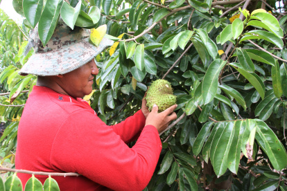 Producción. El comunero Nelsón Tomalá se arriesgó a cambiar el cultivo de maíz por las guanábanas