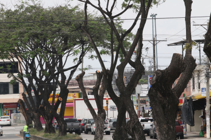 TALAN VARIOS ARBOLES EN SAMANES EN LA AVENIDA FRANCISCO RIZZO E FRANCISCO AYORA  PERIODISTA :JUAN DANIEL PONCE FECHA : 05/05/2022 Agencia (ag-extra)