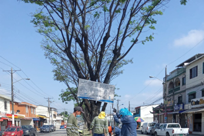 Trabajos. Autoridades participaron en la plantación de árboles.