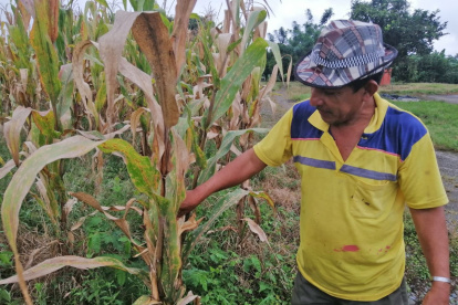 Efecto. Segundo Morán muestra las consecuencias que ha dejado la plaga.
