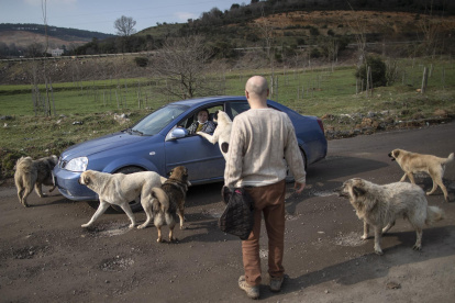Empresario turco crea en su jardín un "arca de Noé" de animales abandonados