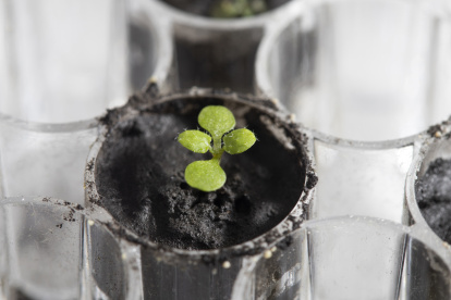 Una planta de berro (Arabidopsis thaliana) cultivada en suelo lunar durante unas dos semanas en el laboratorio de la institución en Gainesville, Florida