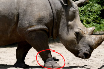 Helen, una rinoceronte blanca de 30 años, lleva un dispositivo de fitness en su pata delantera derecha mientras camina por la sabana del parque temático Animal Kingdom de Walt Disney World, el lunes 16 de mayo de 2022, en Lake Buena Vista, Florida.