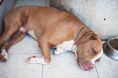 Perro pitbull, referencial