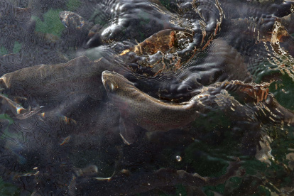 Fotografía del 17 de mayo de 2022 que muestra peces criados en el Centro Piscícola Tiquina-Bolivia, a orillas del lago Titicaca, en la localidad de San Pablo de Tiquina (Bolivia).