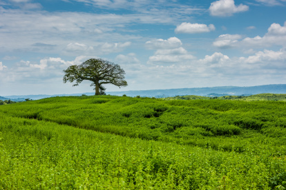 Cultivos de la Finca Botánica Young Living en Ecuador