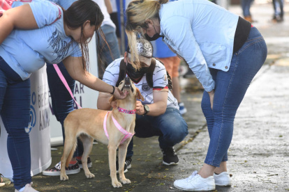 Acción. Perros y gatos buscan  hogares en esta nueva jornada.