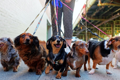Muchas personas contratan a paseadores para que saquen al animal a diario.
