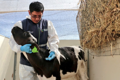 Acción. Un técnico de Agrocalidad aplica la vacuna contra la Aftosa.