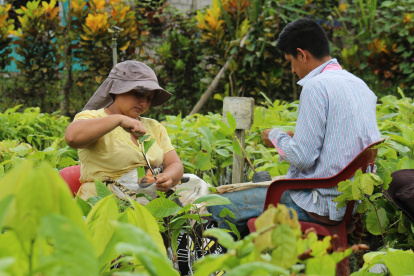 Esmeraldas. Agricultores de San Antonio de Malimpia, en la zona rural de Quinindé, trabajan en la multiplación de injertos de la variedad Pincay, una de las últimas en registrarse.